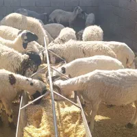 بره کره چاق|حیوانات مزرعه|کرمان, |دیوار