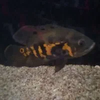 فروش فوری ماهی اسکار