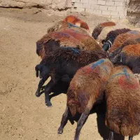 میش افشاری قزل