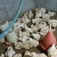 مرغ گوشتی ارگانیک|حیوانات مزرعه|باشتین, |دیوار