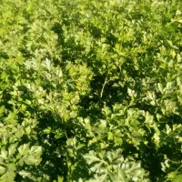 سبزی خورشتی باقیمت مناسب