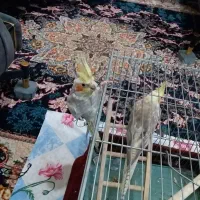 عروس هلندی جفت نرو ماده اماده