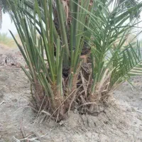 پاجوش نخل برهی