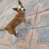 سگ پاکوتاه کورگی ولش