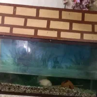 آکواریوم باماهی پرت گوشت خوار