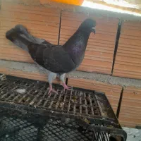 کبوتر معاوضه با دورگ