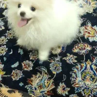 سگ پامرین اصل