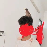 مرغ مینا|پرنده|قائم‌شهر, |دیوار