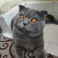 گربه نر جهت جفت گیری