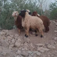 بره نر چاق گوسفند گاو بز گوساله میش قوچ|حیوانات مزرعه|اهواز, منازل کارون|دیوار