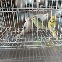 مرغ عشق|پرنده|تایباد, |دیوار