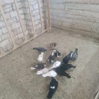 کفتر کبوتر جوجه|پرنده|مشهد, ویلاشهر|دیوار