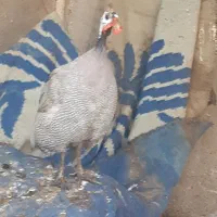 واردک روسی ویه مرغ شاخدار و مرغ|حیوانات مزرعه|خرمشهر, |دیوار