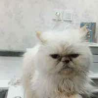 ماده|گربه|رشت, فلسطین|دیوار