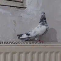 پرنده