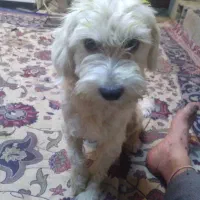 گم شده|حیوانات|دزفول, |دیوار