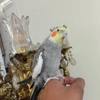 عروس هلندی سخنگو ۶ کلام