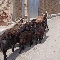 میش بره دار