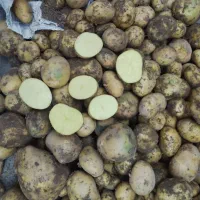 سیب زمینی نژاد آگریا|عمده‌فروشی|هشترود, |دیوار