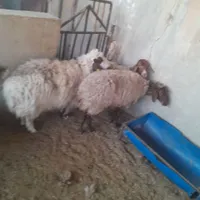 میش|حیوانات مزرعه|اصفهان, دستگرده|دیوار