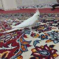 عروس هلندی‌ ماده البینو