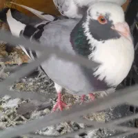 کبوتر بغدادی