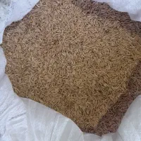 بزر شالی فجر