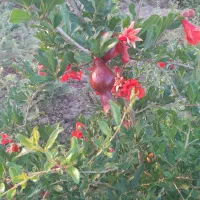 زمین کشاورزی در ۲۰۷۰ متر در علی آباد محیط|فروش دفتر صنعتی، کشاورزی، تجاری|جوادآباد, |دیوار
