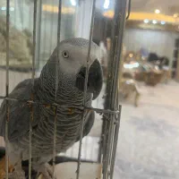 کاسکو سخنگو