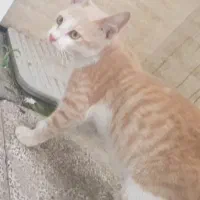 واگذاری بچه گربه نر رایگان