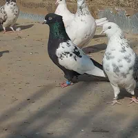 کبوتر سینه دم سیاه