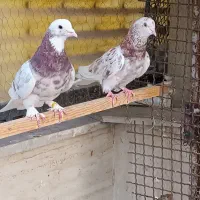 نروماده پرشی