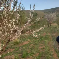 خانه-ویلایی