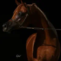 اموزش سوارکاری و پانسیون اسب|اسب و تجهیزات اسبسواری|تهران, چیتگر جنوبی|دیوار