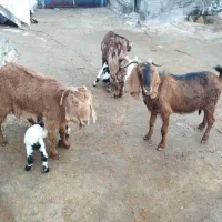 ۳ عدد بز|حیوانات مزرعه|ماهیدشت, |دیوار