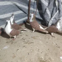 کبوتر ساده سرخ|پرنده|مینودشت, |دیوار