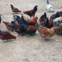 فروش خروس محلی