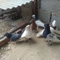 کفتر رنگی|پرنده|بجنورد, |دیوار