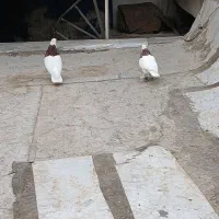 طوقی مهر معاوضه با سره بخون