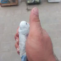 عروس هلندی،مرغ عشقو طوطی برزیلی|پرنده|فومن, |دیوار