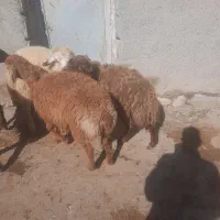 بره گوسفند بز|حیوانات مزرعه|کرمانشاه, |دیوار