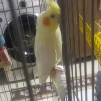 عروس هلندی|پرنده|رباط‌کریم, مسکن مهر آبشناسان|دیوار