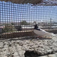 اسباب بازی|اسباببازی بچه|تربتحیدریه, مسجد جامع|دیوار