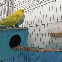 مرغ عشق زیر قیمت