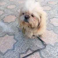 سگ پا کوتاه