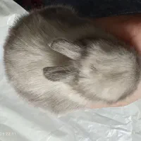 خرگوش مینی لوپ