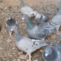 کبوترپلاکی