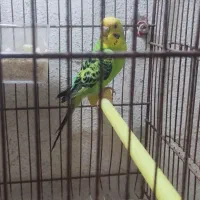 فروش مرغ عشق  و فنچ کینگ ایزابلا