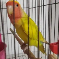 یک جفت طوطی برزیلی مولد ۱سال و ۷ماه