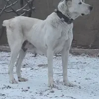 آلابای|سگ|قزوین, |دیوار